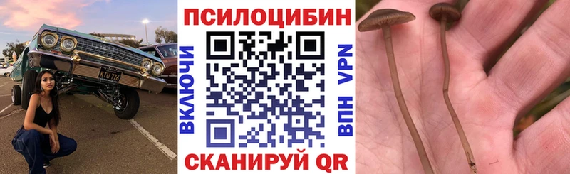 закладки  Кашира  Псилоцибиновые грибы прущие грибы 